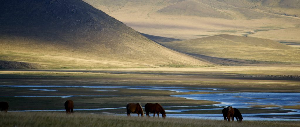 peaceful mongolian nature with horses