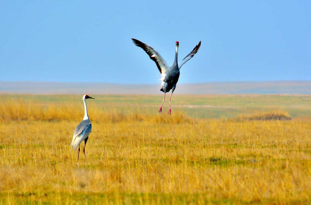crane Birds mongolia