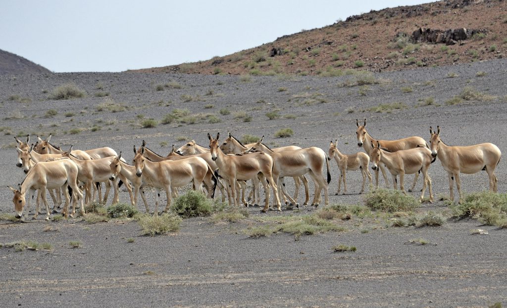 A herd of antelope, known as Gobi Khulan, standing in the arid desert.