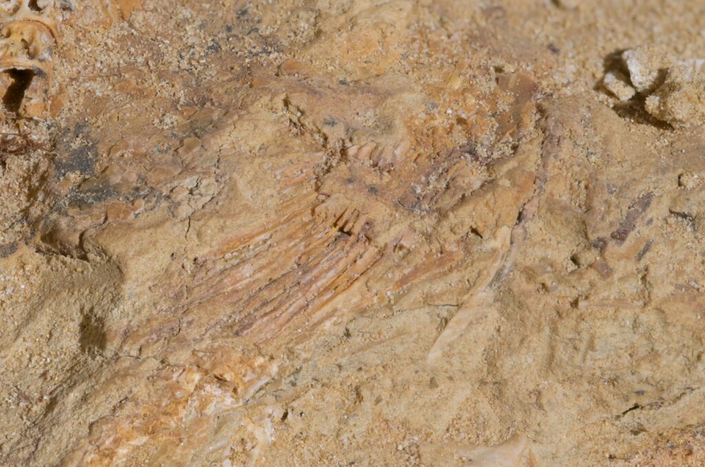 Articulated and partial skeletons found with Tarbosaurus fossil in the gobi desert, 2025. 