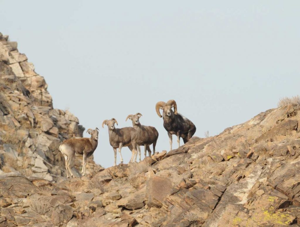 In the search of Mongolia's rare wildlife