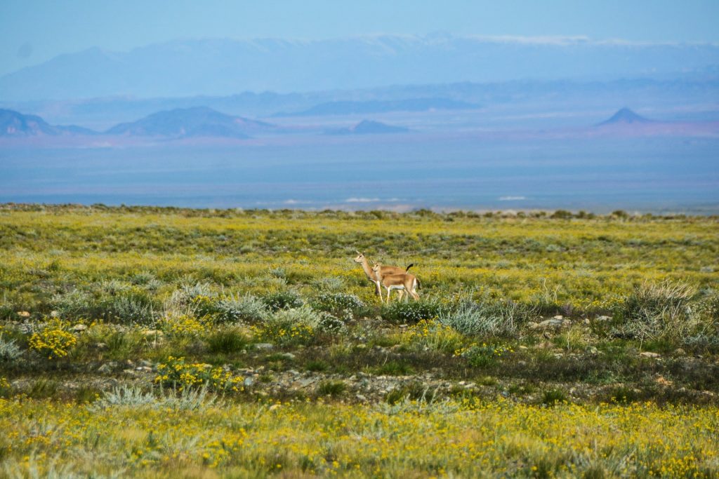 Mongolian landscape nature gazelle