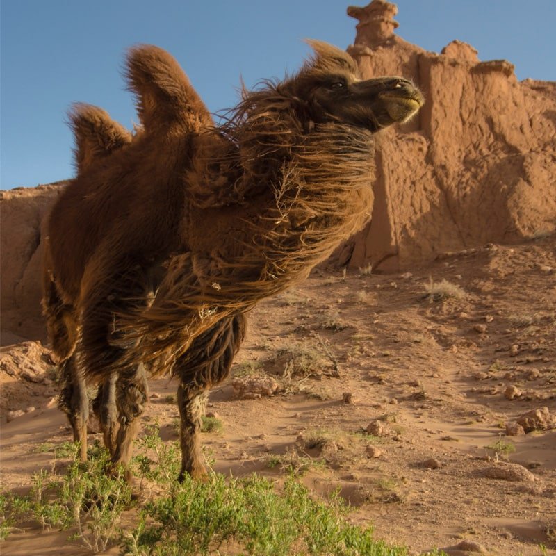 camel mongolian gobi desert