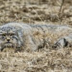 Manul cat (Pallas’s cat) resting on the steppe, with its signature grumpy expression. Ethical Wildlife Tourism