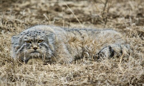 Manul cat, Pallas's cat Manul cat (Pallas’s cat) resting on the steppe, with its signature grumpy expression. Ethical Wildlife Tourism