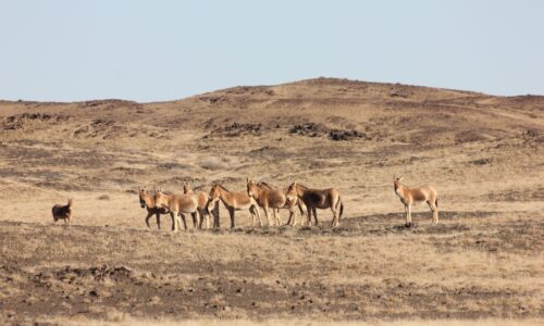 Gobi khulan Gobi khulan