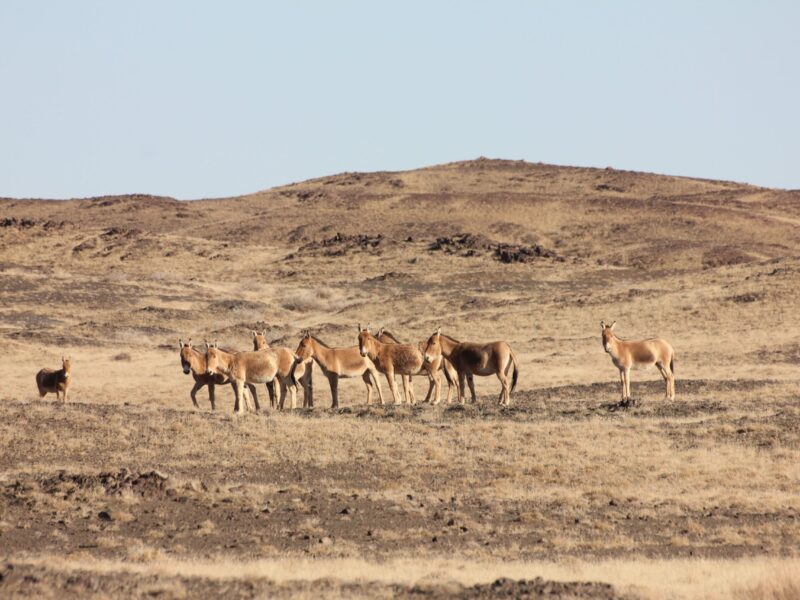 Gobi khulan