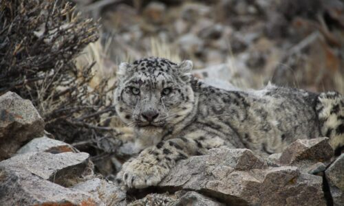 snow leopard snow leopard