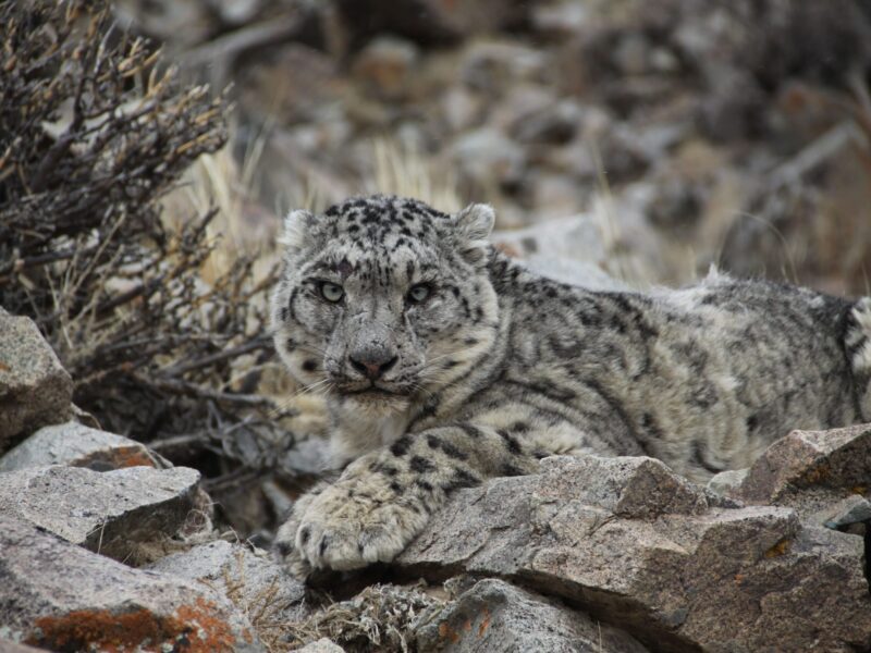 snow leopard