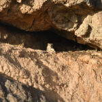 Snow leopard on a cliff