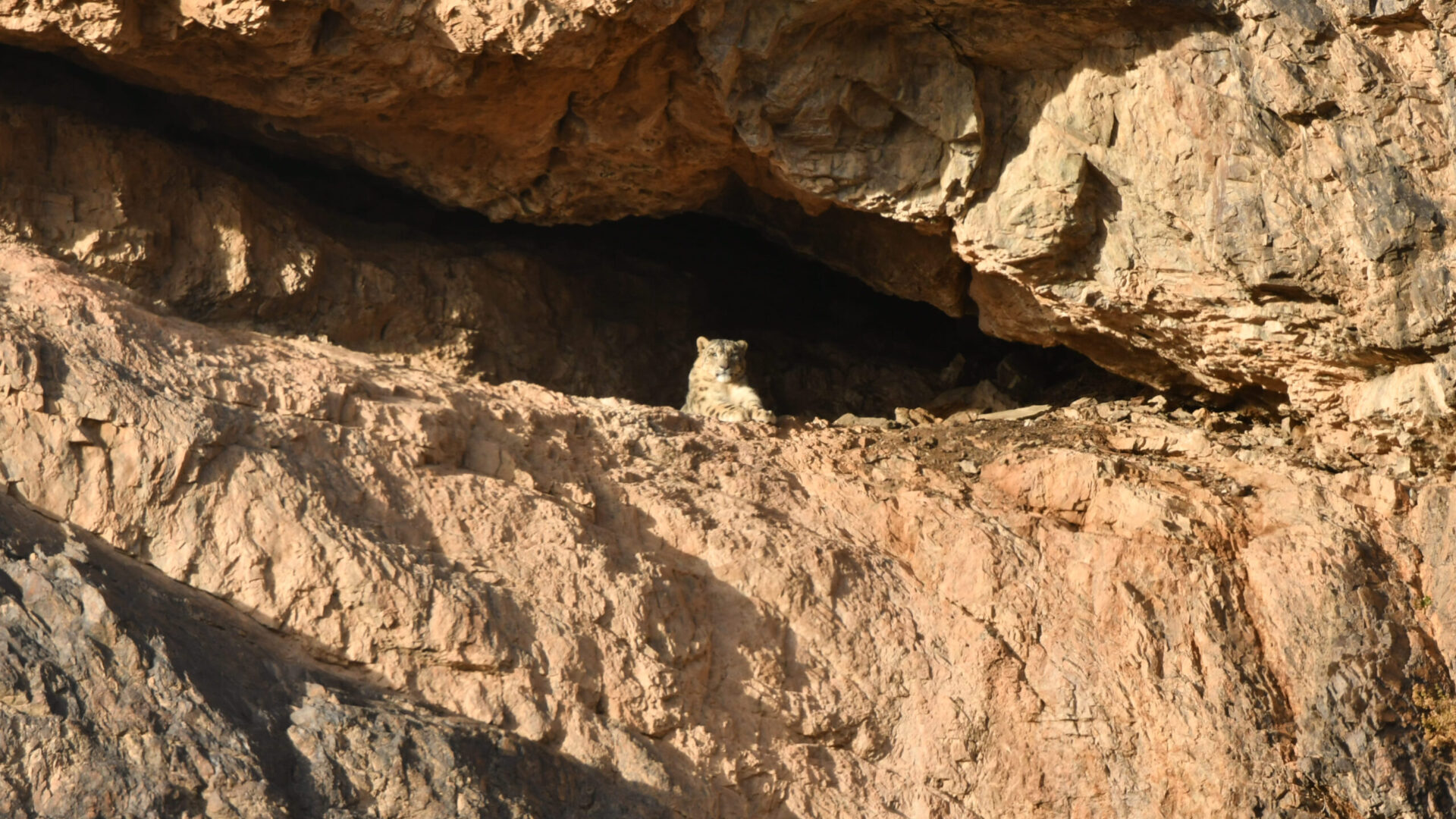 Snow leopard on a cliff