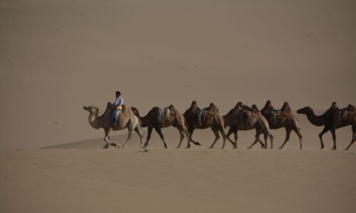 Khongor Sand Dunes, Camels Khongor Sand Dunes, Camels