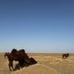 Camel in the gobi desert