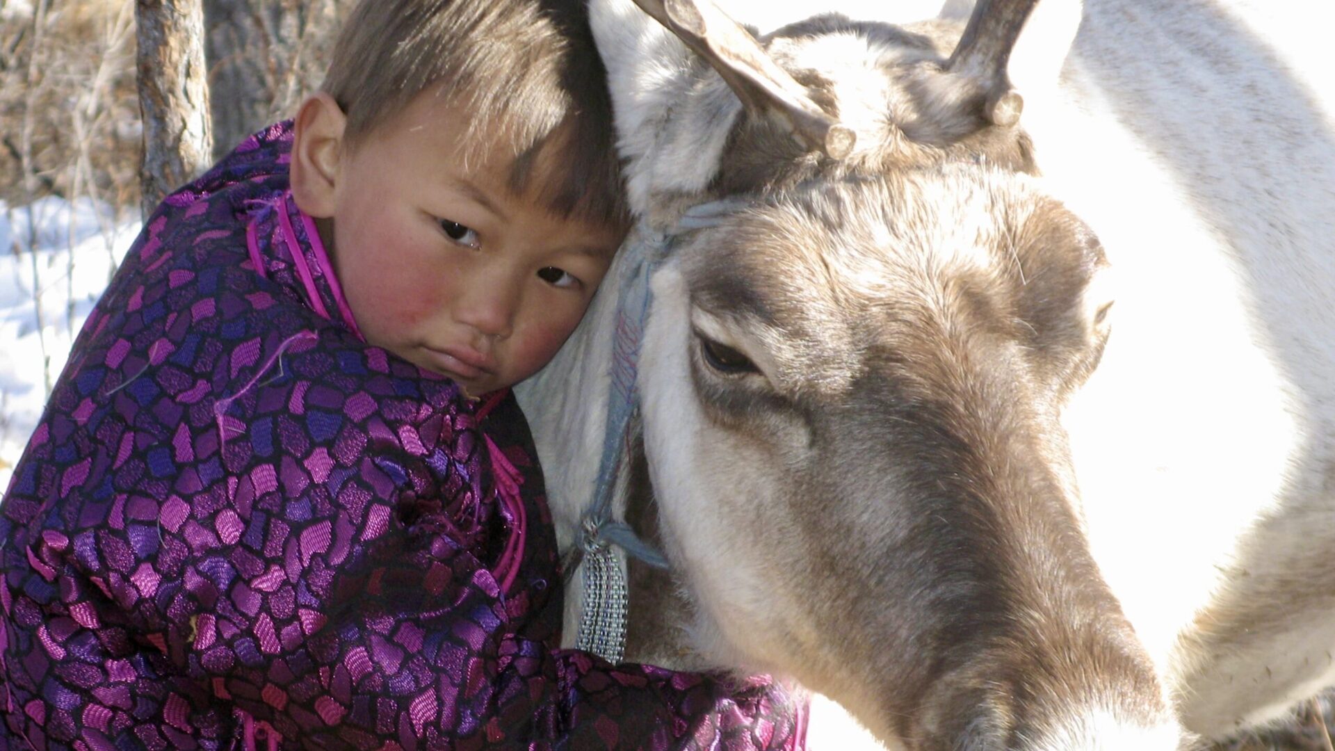 Reindeer and Tsaatan kid portrait