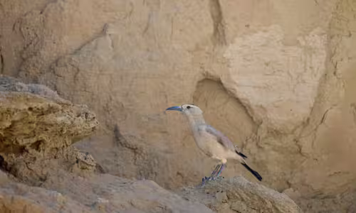 Mongolian Ground Jay Mongolian Ground Jay