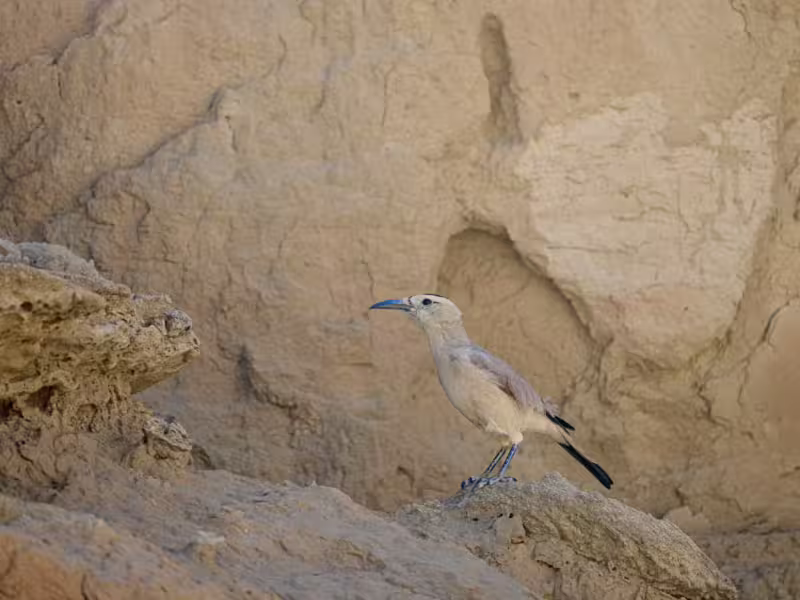 Mongolian Ground Jay