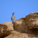 Chukar Partridge in the Gobi Chukar Partridge in the Gobi Desert