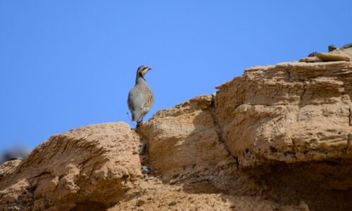 Chukar Partridge in the Gobi Chukar Partridge in the Gobi Desert
