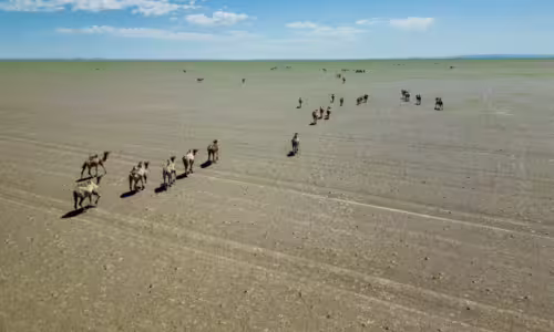 Gobi Panorama Gobi Panorama