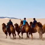 Camel riding in the Gobi Travelers joyfully riding a camel in the gobi desert guided local nomad.