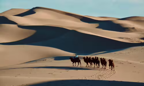 Camel rider in the gobi desert Camel rider in the gobi desert