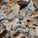 snow leopard: Jami Harris