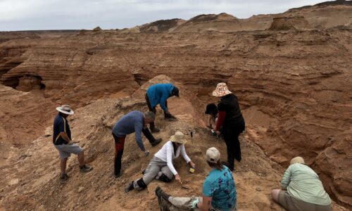 Dino Expection at Altan Uul Mongolia Quest Dinosaur expedition participants digging for fossils at Altan Uul, Southern Gobi, Mongolia