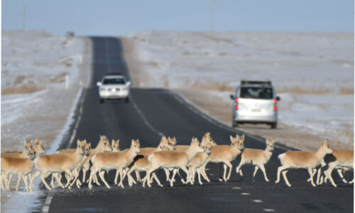 How We support_ wildlife How We Support Wildlife Conservation in Mongolia