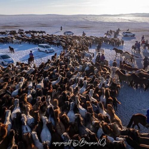 Thousand Horse Festival in Khentii province, Mongolia