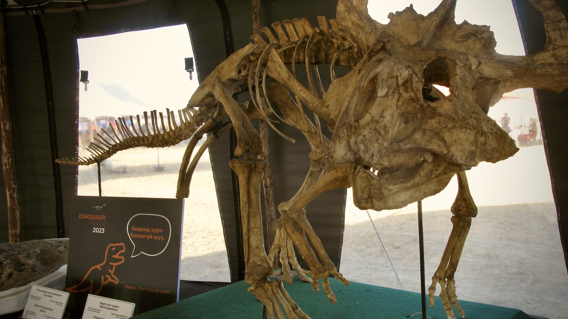 Dinosaur Fossil Display at 2023 Dino Festival at Flaming Cliffs