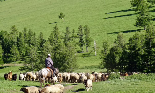 A nomadic herder and his sheep.