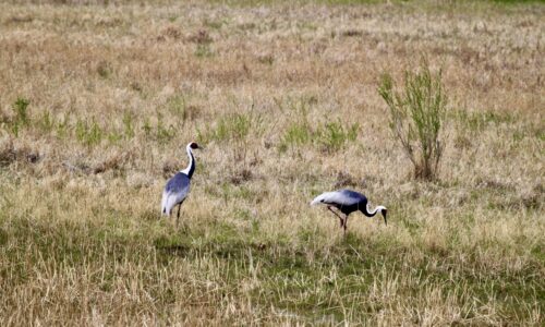 White-naped Crane (2)