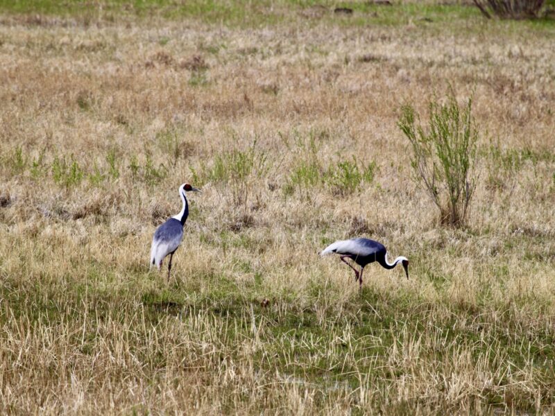 White-naped Crane (2)