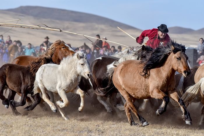 Horsemen and his stallions in action at the "Steppe's Thousand Horse" Festival