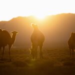 Gobi Desert, Camels
