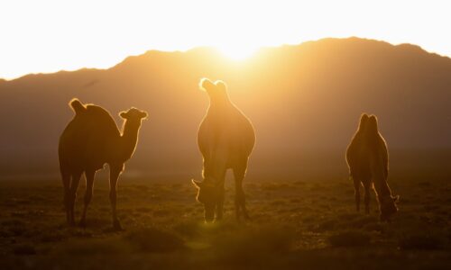 Gobi Desert, Camels Gobi Desert, Camels