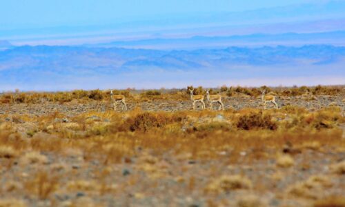 Black-tailed-Gazelle#2 White Gazelle, Eastern Mongolia