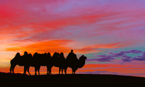 Camel caravan and the golden sunset Camel Herder silhouette during golden sunset, Gobi Desert