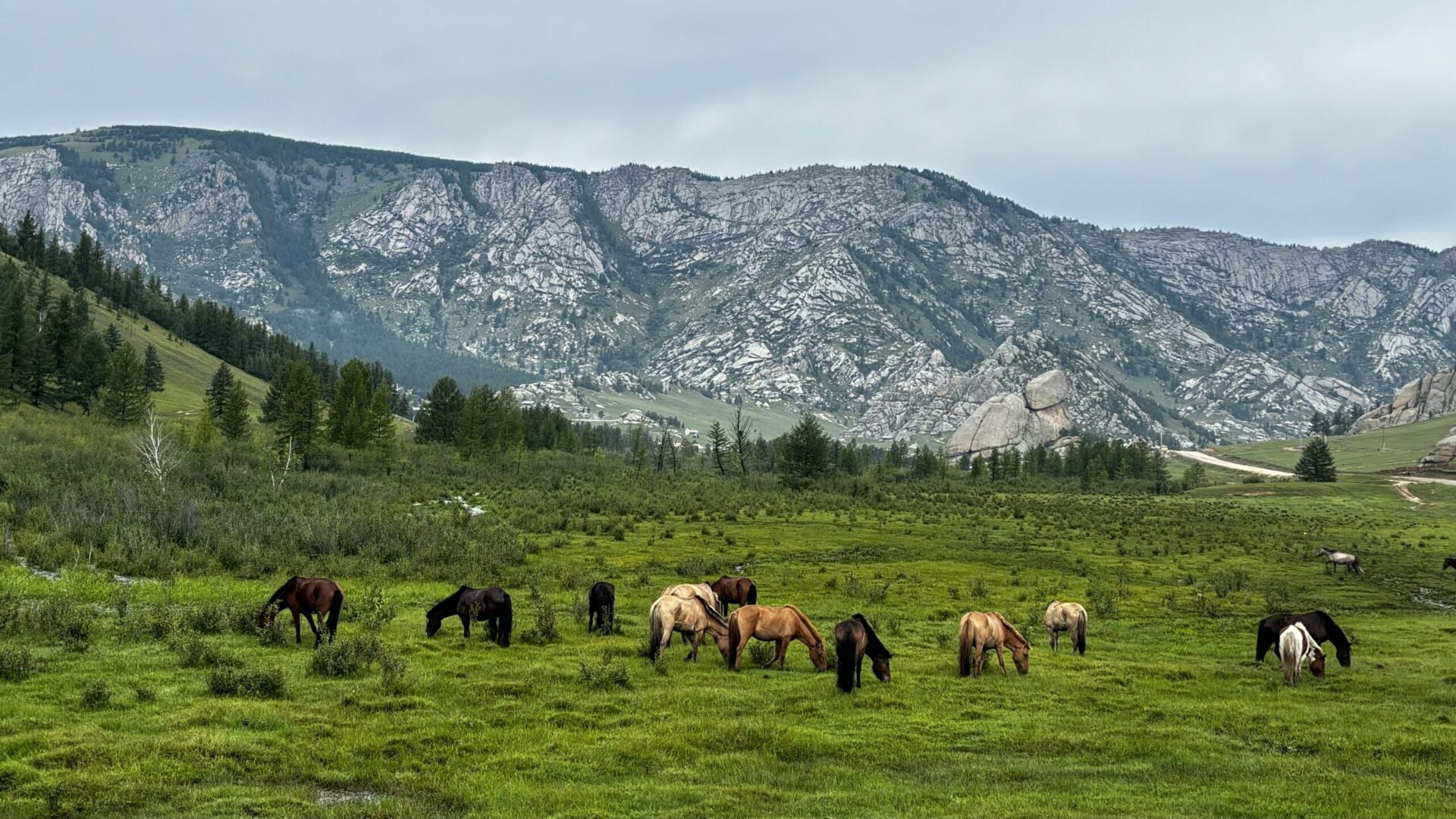 Horses grazing on a lush green meadow with rocky granite mountains rising in the background in Terelj National Park, Mongolia.