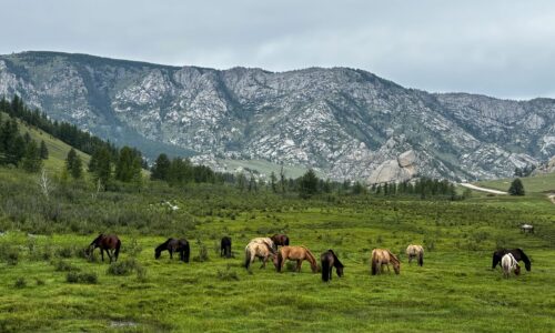 Summer, Terelj NP Horses grazing on a lush green meadow with rocky granite mountains rising in the background in Terelj National Park, Mongolia.