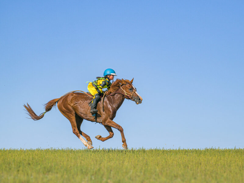 Young jockey riding a horse on lush green steppe during Naadam festival. Mongolia