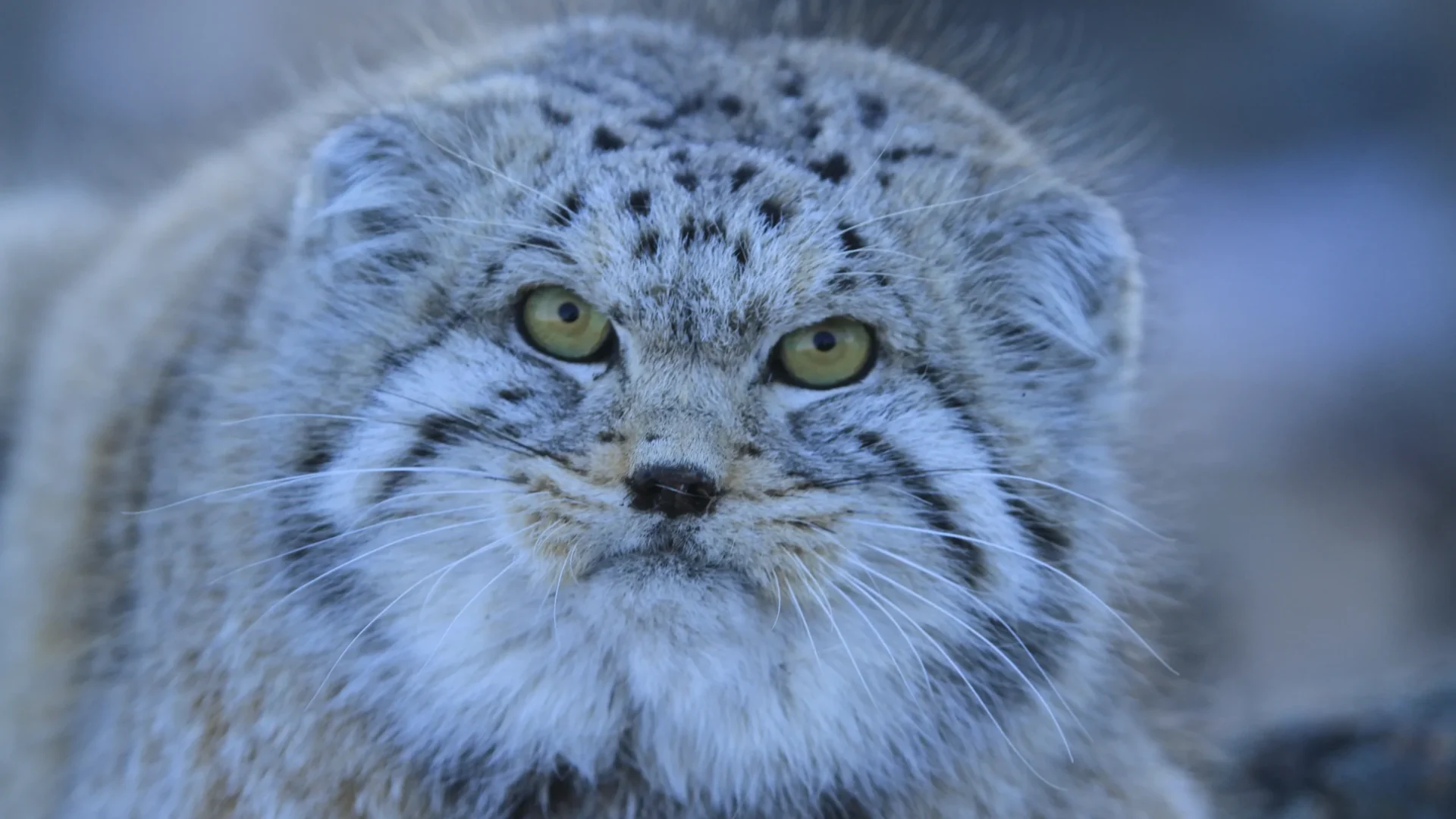 Portrait of a Manul (Pallas’s cat) captured by biologist Khuderchuluun Gantumur, highlighting the elusive species in its natural habitat in Eastern Mongolia.