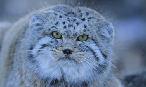 Manul Photo by Khuderchuluun Gantumur Portrait of a Manul (Pallas’s cat) captured by biologist Khuderchuluun Gantumur, highlighting the elusive species in its natural habitat in Eastern Mongolia.