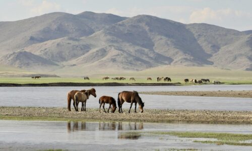 Baterdene photos Gun Galuut (1) Horses grazing and drinking water at Gun Galuut Nature Reserve, with open steppe landscape and distant hills in the background.