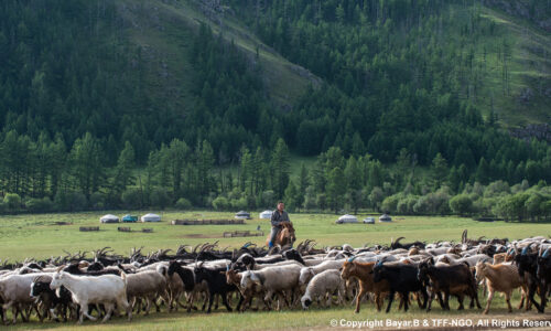 Goat herder Nomadic herder of Mongolia tending goats and sheep on the central Mongolian steppe, with mountains in the background.