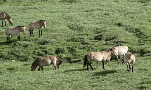 Hustai Takhi (Przewalski's horses) grazing in the wild grasslands of Hustai National Park, Mongolia