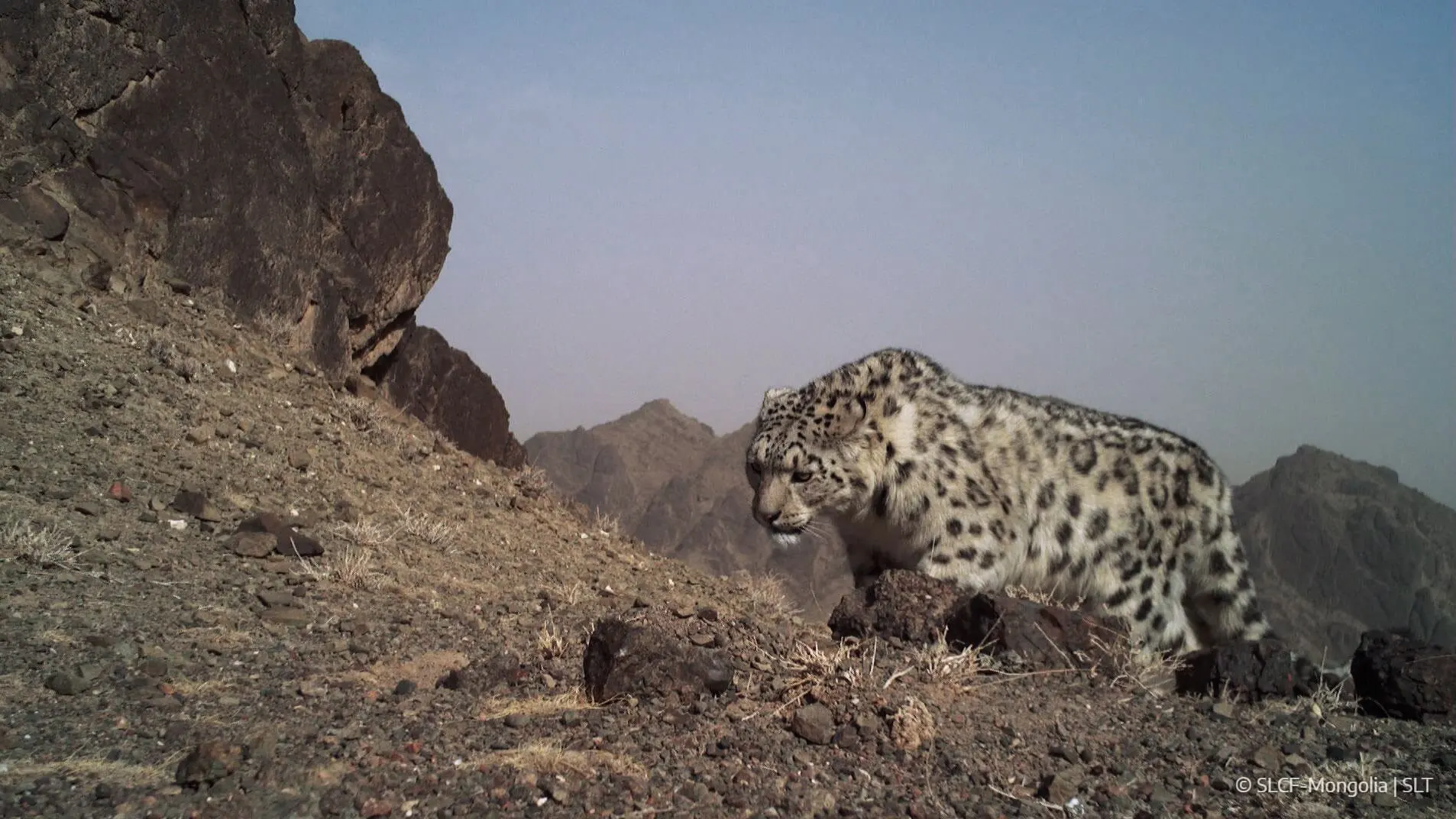 Elusive snow leopard photographed in Mongolia’s Tost Tosonbumba Nature Reserve — a conservation success by SLT and SLCF.