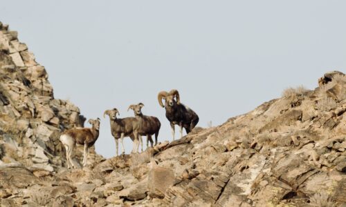 Argali, Ikh Nart Argali sheep standing on rocky cliffs in Ikh Nart Nature Reserve, Dornogobi Province, Mongolia – rare wildlife in its natural habitat.