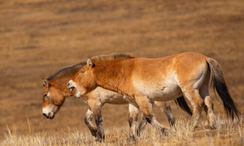 przewalskis-horse-portrait-magical-soft-light-during-winter-time-mongolia_1 Takhi (Przewalski's horses) grazing in the wild grasslands of Hustai National Park, Mongolia