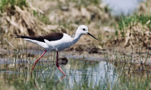 Black-winged stilt Black-winged stilt standing in shallow water in Eastern Mongolia.